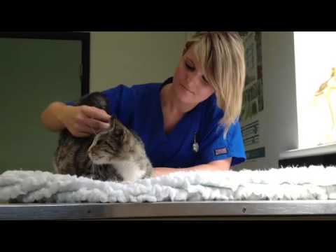 Plea to find owner of pregnant cat