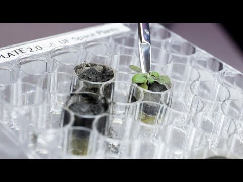 Plants Grown On Lunar Soil For The 1st Time. UNIVERSAL.