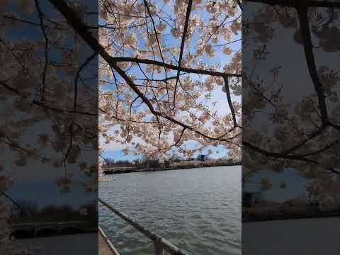 Cherry blossom in  DC 🌸🌼🌺