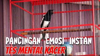 Download lagu MENAIKKAN EMOSI INSTAN KACER || TES MENTAL KACER || KACER FIGHTER SUARA KASAR mp3