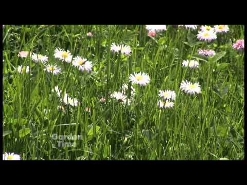 image-Does clover make good ground cover?