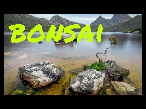 Bonsai hunting🙂🙂