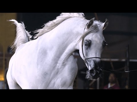 D A'BEER - Junior Fillies Contenter, KIAHF 2023 Peninsula Show