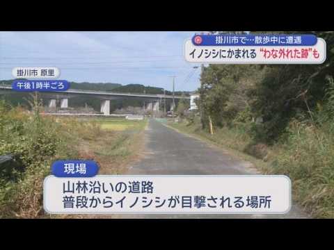 YouTube Video 散歩中の男性がイノシシに体をかまれてけが　イノシシの脚には罠にかかった跡が…　静岡・掛川市
