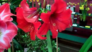preview picture of video 'Amaryllis Flowering Bulb Flower Show Bridge Of Earn Perth Perthshire Scotland'