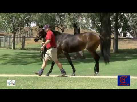 2019 Magic Millions March Sale: Clear Mountain Fairview Lot 4