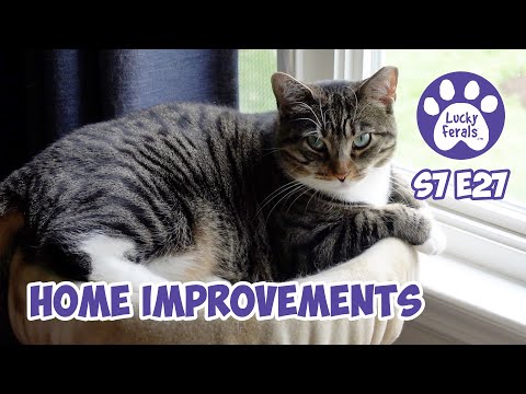 Home Improvements, Working From Home, Nancy vs Boo, Mail Time - S7 E27 - Lucky Ferals Cat Vlog