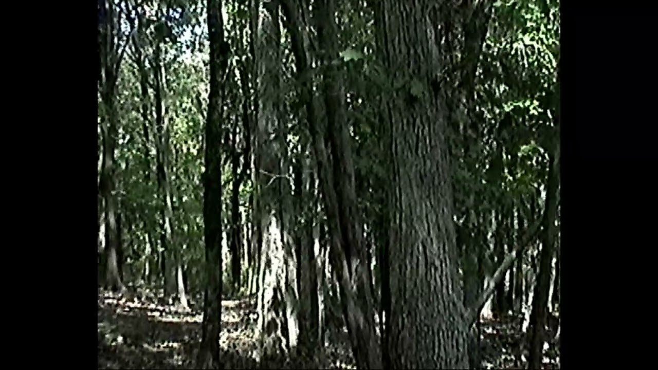 Matt Maeson - Year After Year [Lyric Video]