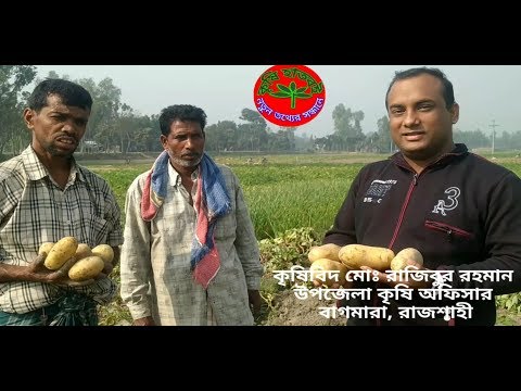 কুম্ভিকা আলুর ফলন বিঘায় ১৬০ মণ