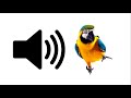 Parrot Sound Effect ProSounds