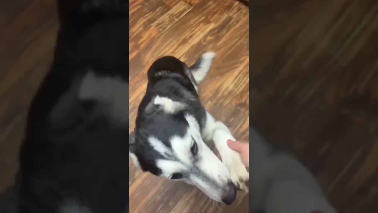 Enlarge Kiwi, a Adoptable Husky in Asher, OK video 6/6