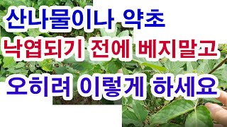 산나물재배. 산나물이나 약초 낙엽되기 전에 베지말고 오히려 이렇게 하세요.(산나맬 재배, 약초재배, 산나물 …