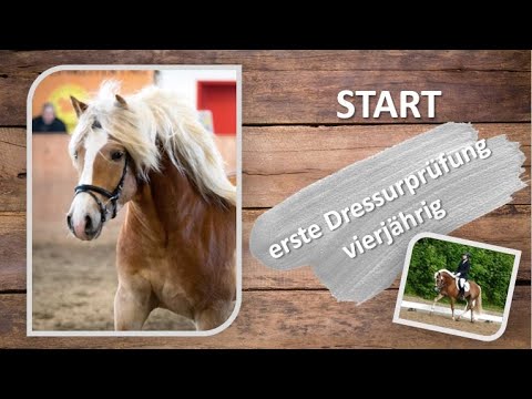 Haflingerhengst Start Dressurpferde A (2019)