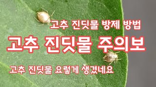 고추 진딧물 방제 방법 [고추재배방법]