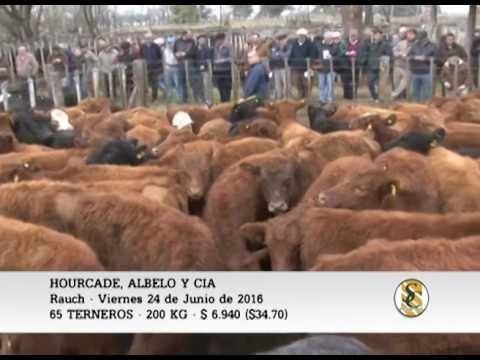 24-06-16 - VENTA DE TERNEROS - HOURCADE, ALBELO Y CIA