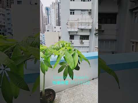 荷李活道68-70A号 Youtube Video