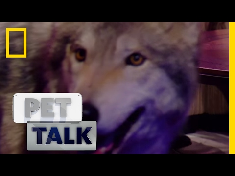 Wolf Dogs are a Dangerous Trend | Pet Talk