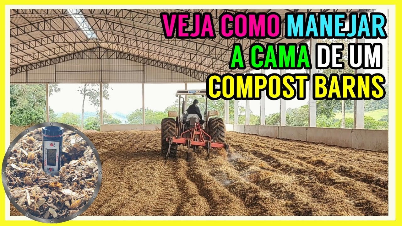 Veja tudo sobre o MANEJO da cama do COMPOST BARNS (Confinamento)