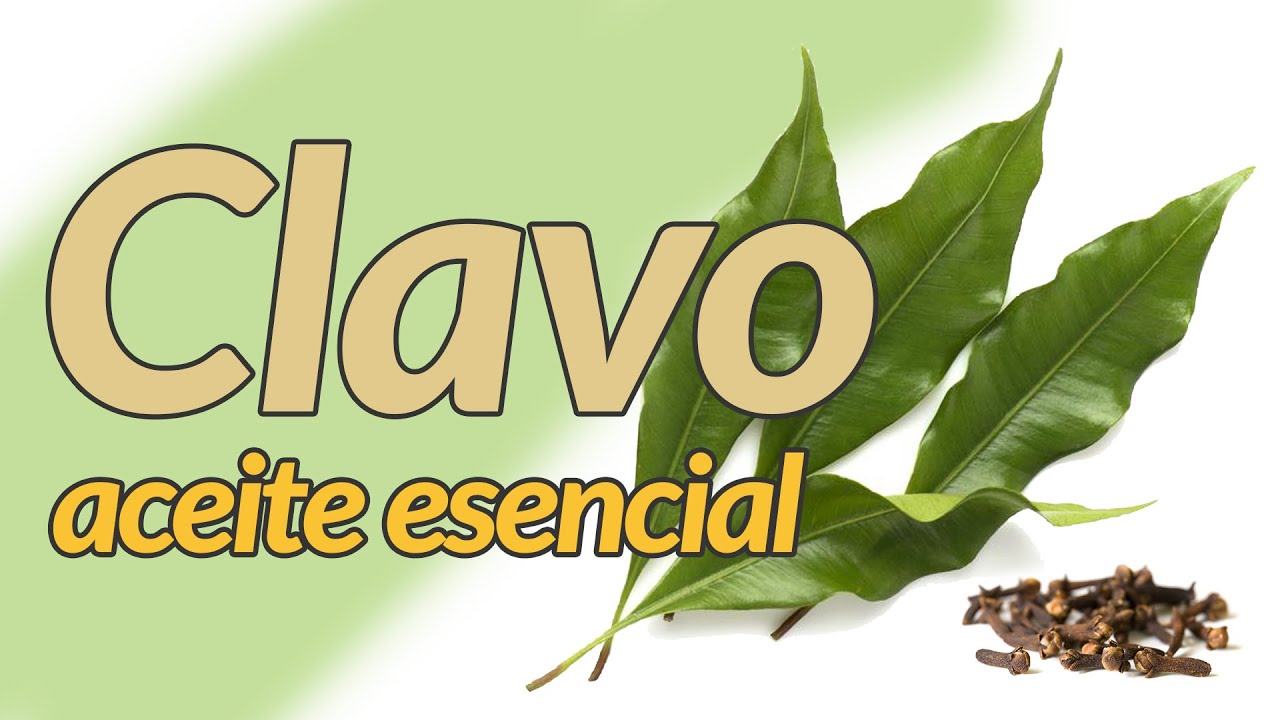 Averigua cómo puede ayudarte el aceite esencial de clavo