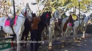 Horses on safari at Ridge in Shimla