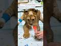 Dieses Verletzte Löwenjunge Wurde Von Einem Tierrettungszentrum Gerettet Und Dann Animalshorts
