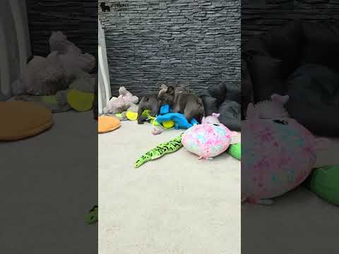 Video 4