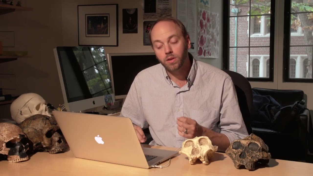 11 9 Paranthropus or Australopithecus