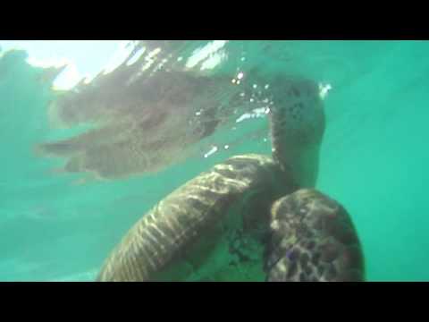 ウミガメと泳ぐ☆ 0 - ウミガメと泳ぐ☆