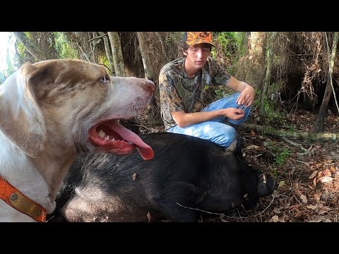 MONSTER PIG: Training My Catahoula To Hunt Wild Boar