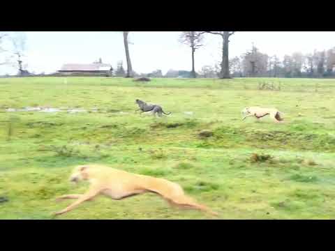 Carreras de galgos con liebres años 2025 Araucanía pesca y pesca.