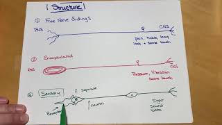 Type of Sensory Receptors