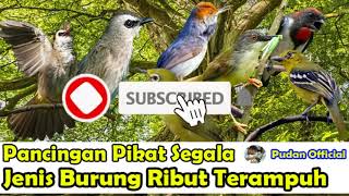 Download lagu PANCINGAN PIKAT SEGALA JENIS BURUNG RIBUT PALING AMPUH - SUARA PIKAT BURCIL mp3