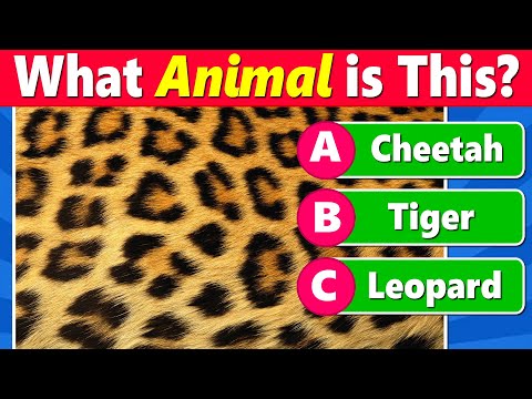 Guess the Animal by Their Unique Textures & Patterns 🐾🔎✅