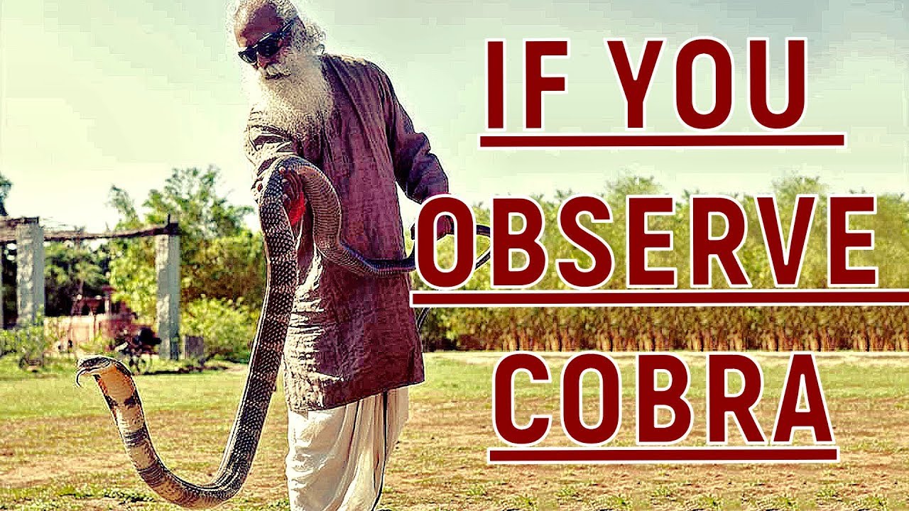 Sadhguru - The only way Cobra knows you is by your chemistry !