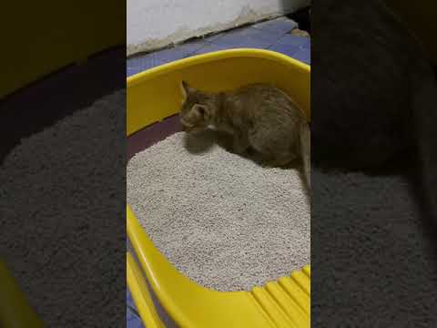 First time Kitten Pee and Poop in Litter Box | Jai Yen The Lost Cat