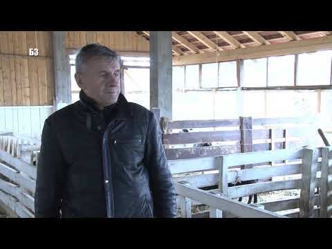 ULTRAZVUK OVACA - EVO koliko JAGNJADI - moze da da OVCA