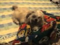 Crazy Dog Attacks Pillow
