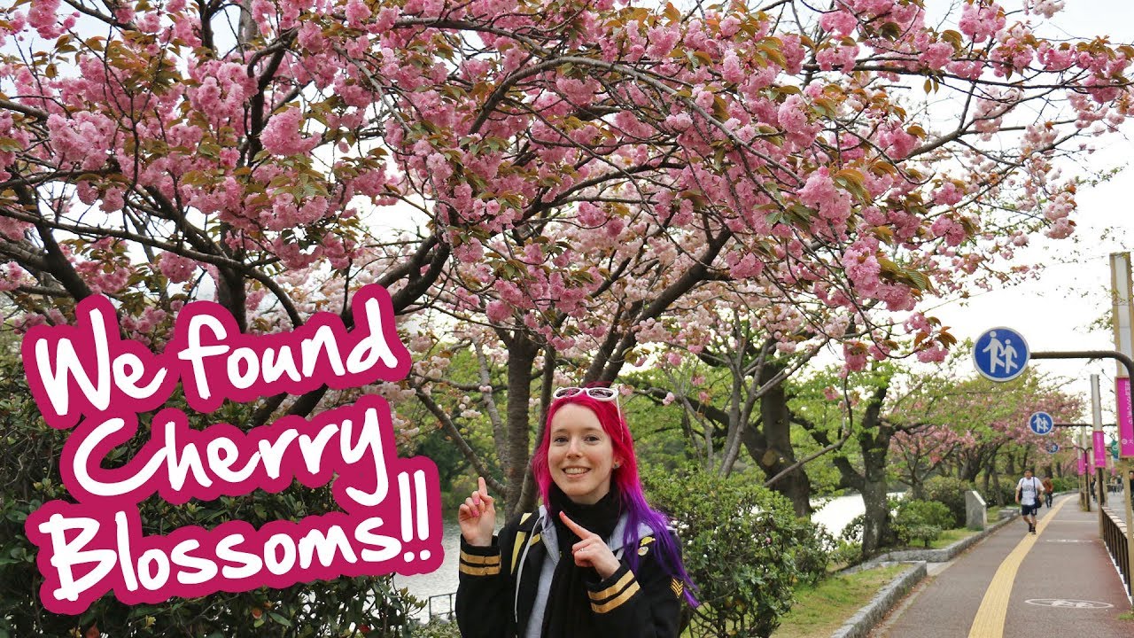 Join a traveler on a journey through the scenic Maizuru Park.