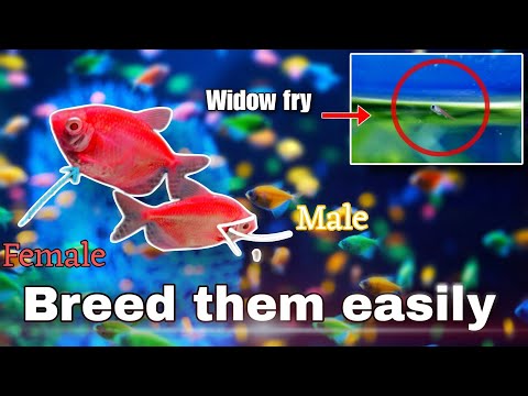 The Ultimate guide to breed Colour Widow tetra’s ||   how to breed widow tetra fish step by step