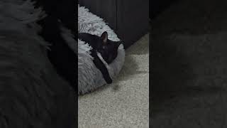 Download lagu I don't what I'd do without my fur babies animal therapy is the best therapy ❤️ mp3