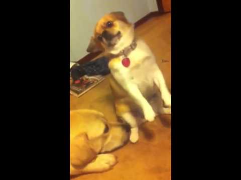 Funny dogs