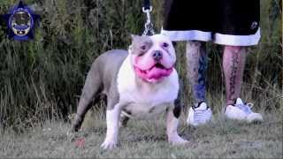 BullywebTV presents Eads' Built Like a Brick House, aka BRIX