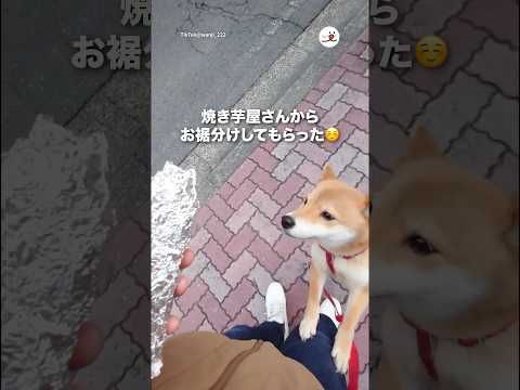 散歩してたらお裾分けしてくれた｜PECO