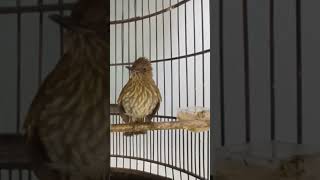 Download lagu siri siri kecil mp3