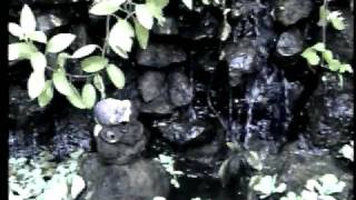 MEDITATION MUSIC: Forest