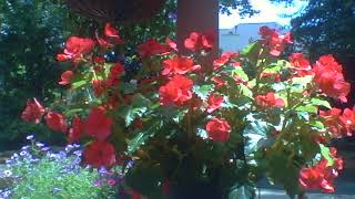 Dream of the Blood Covered Church "Just Now" and Father's Love Song 22