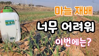 너무 어려운 마늘재배 이번에는 이걸 다?