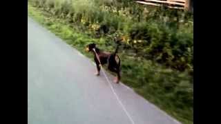 preview picture of video 'Deutscher Pinscher - Chila am Fahrrad (Bila vom Bergwinkel)'