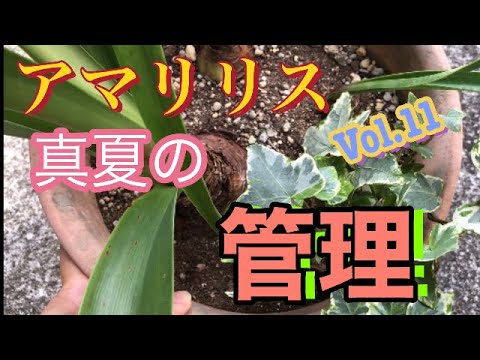 アマリリスは葉しか成長しません。この見事な植物を再び咲かせるにはどうすればよいでしょうか?  庭園