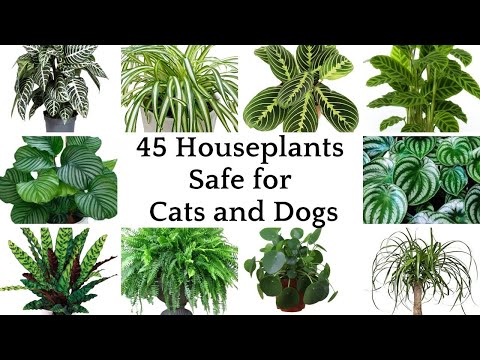 45 Top Houseplants Safe for Cats and Dogs | Perfectly Pet Safe Houseplants | Pet Friendly Plants